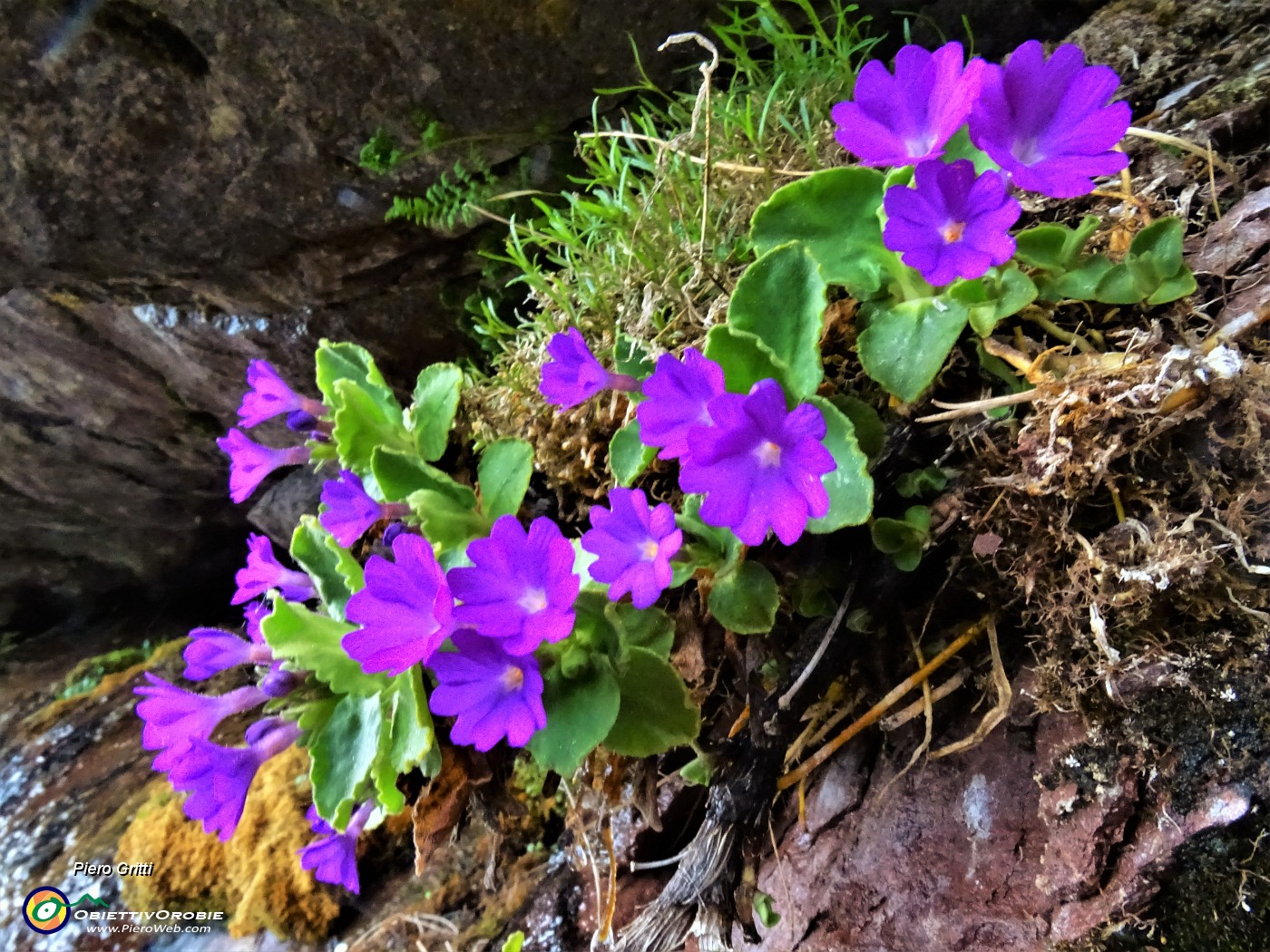 60 Primula hirsuta (Primula irsuta).JPG